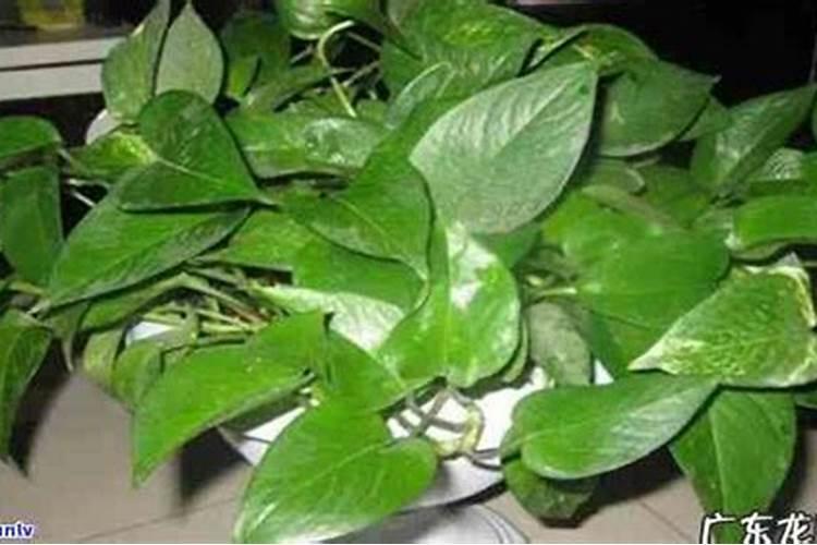 西瓜施什么肥最好