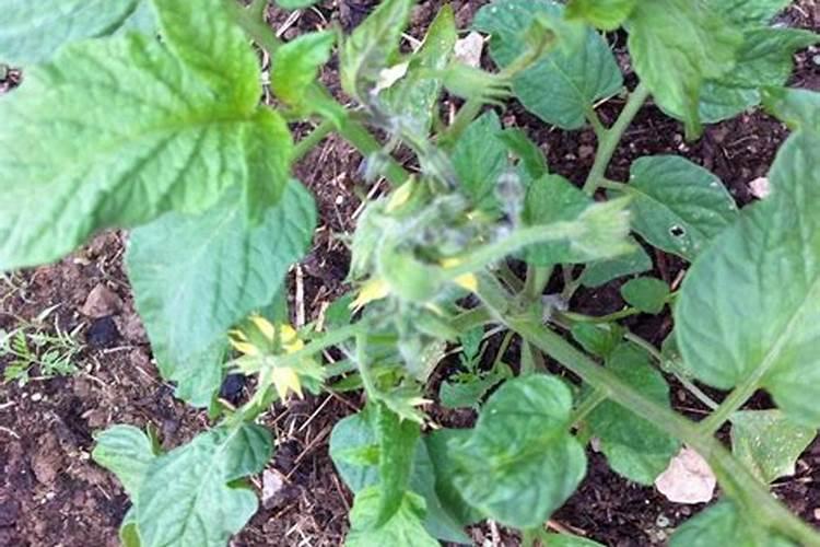 腐烂变质的番茄能放在花草土壤中做肥料吗