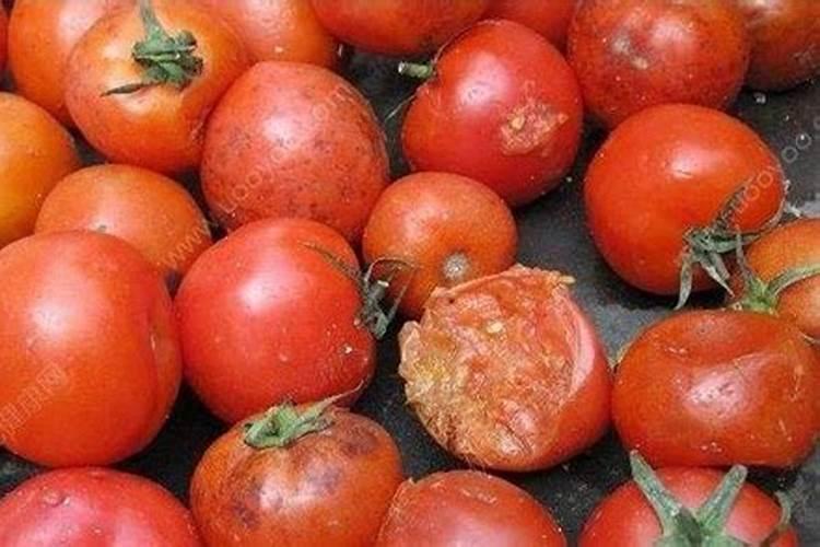 西红柿能不能做肥料？