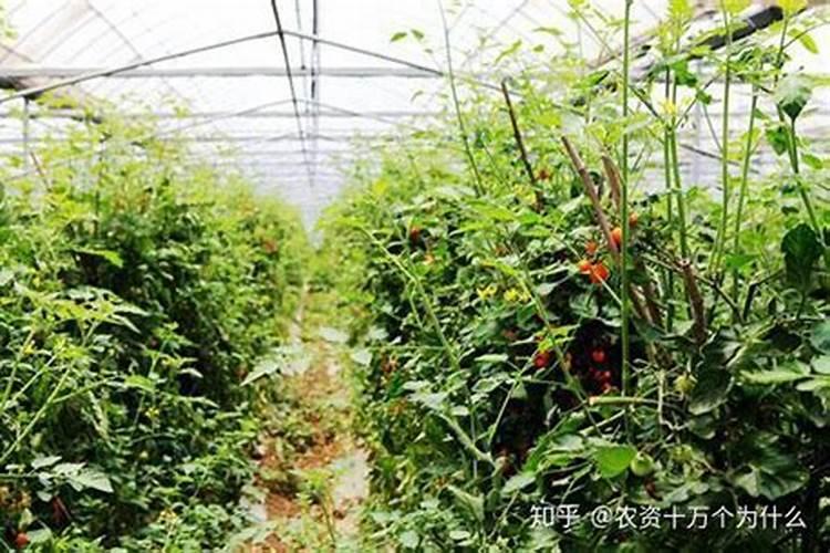 菜籽饼放土里多久腐熟