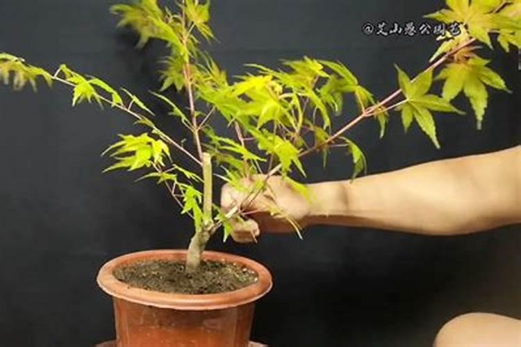 柑橘什么时候补钙