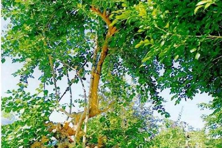 什么肥料能使树主干变壮