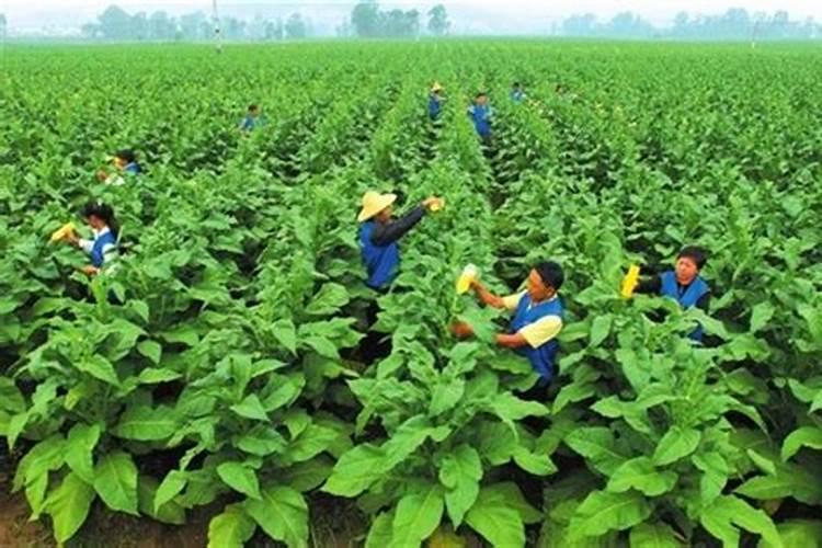 嫁接果树后允许浇水吗