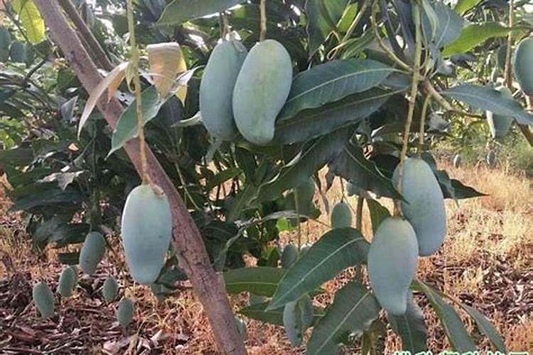 芒果采摘后的具体管理工作介绍