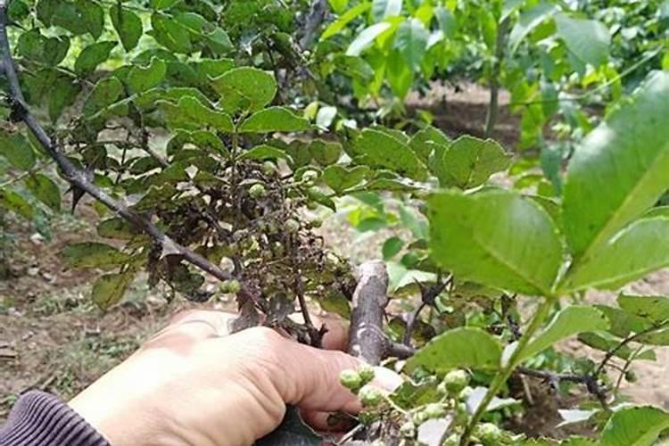 花椒树上什么肥料