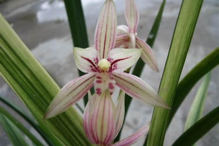 杨梅施什么肥料好