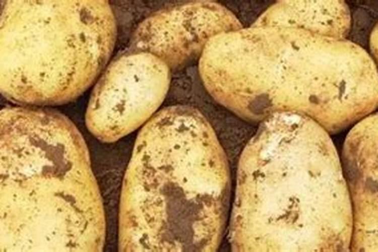 种马铃薯的方法 肥料尽量以农家肥为主