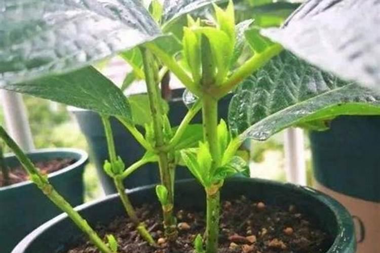 绣球花施什么肥