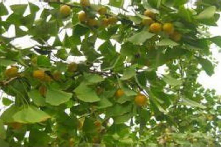 银杏施肥时间和方法