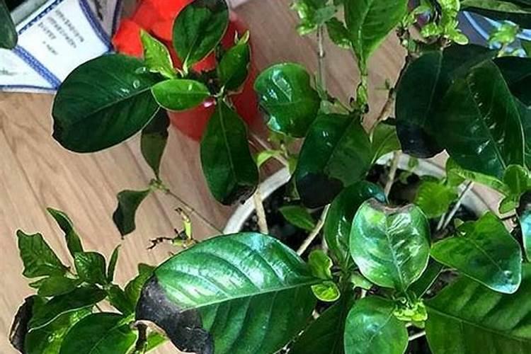 尿素可以用来给栀子花施肥吗
