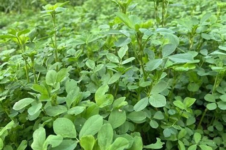 紫花苜蓿出苗后施什么肥料