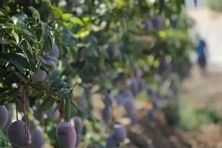 种菜用什么肥料好