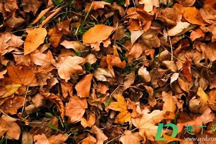 用树叶做钾肥好,还是腐烂以后做有机肥好？如何有效利用