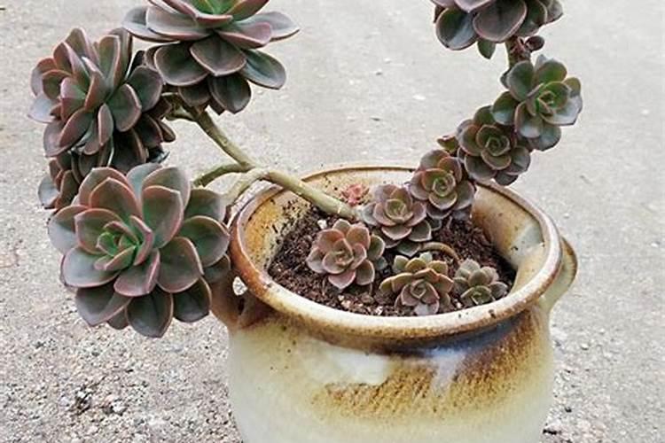 菊花的施肥与管理