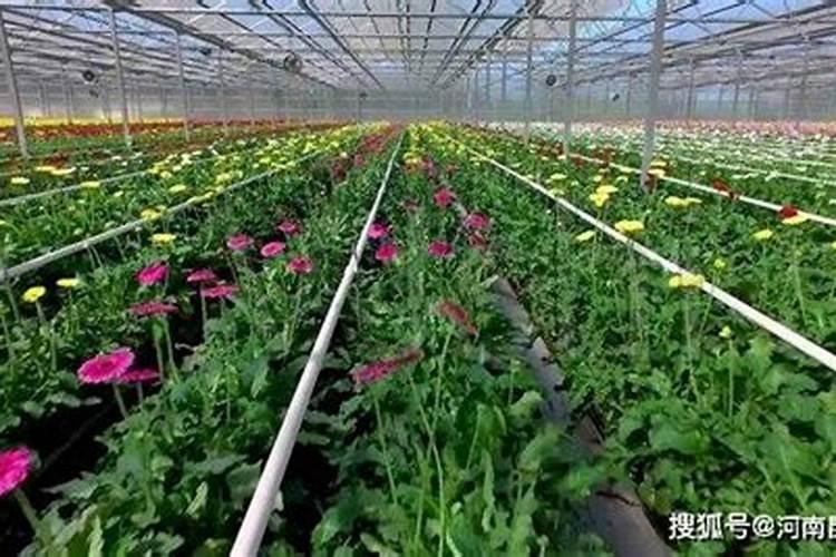 红糖和黄腐酸钾下去发酵有什么作用？