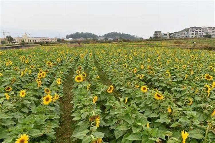 水溶肥排名前十位的有哪些品牌