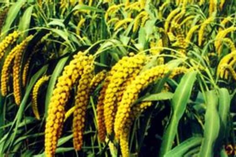 小米辣种能不能用尿素追肥？