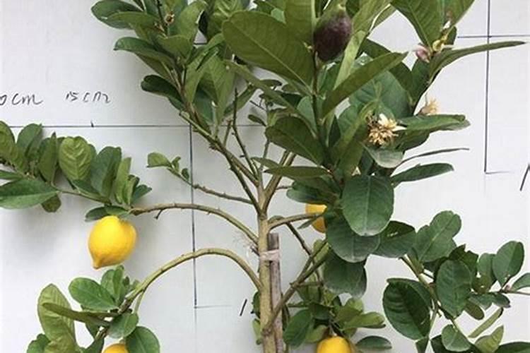 柠檬树施什么肥料最好