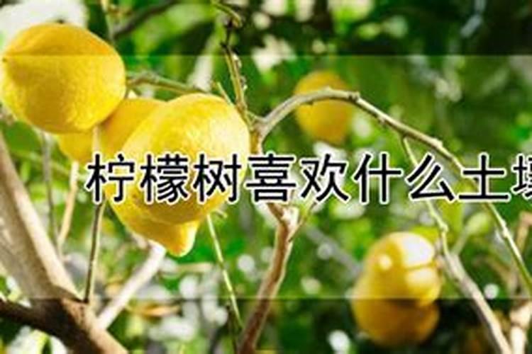 柠檬施什么肥最好