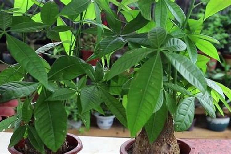 阳光玫瑰的施肥方案