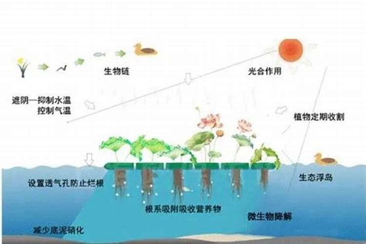 什么是硝态氮复合肥