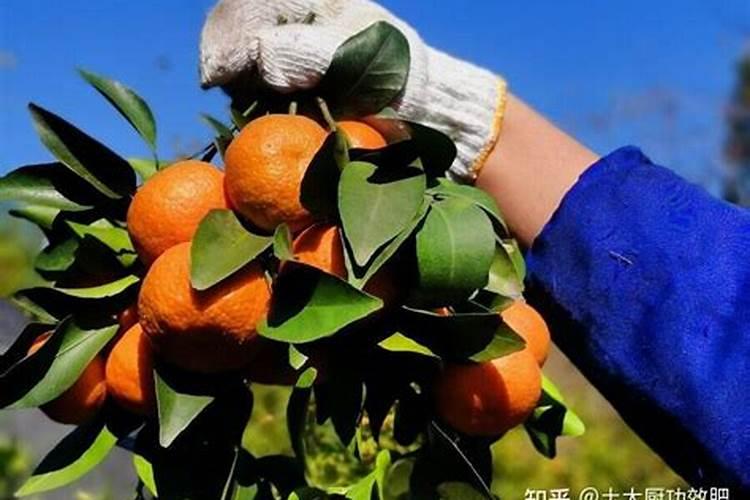 升血小板药物全解析