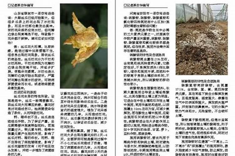 毛竹施什么肥长得粗