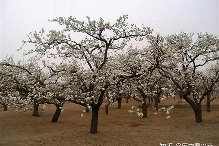 梨树谢花后打什么药