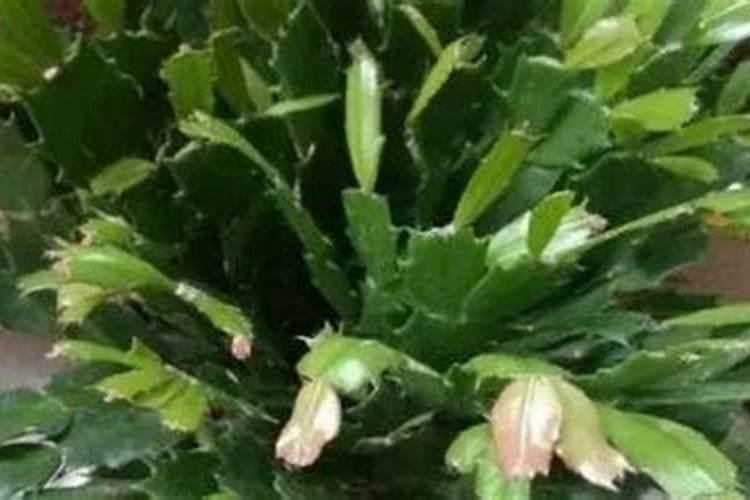 空心菜多久施一次肥(需要什么肥料)