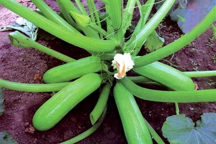 西葫芦2叶时冲什么肥料好