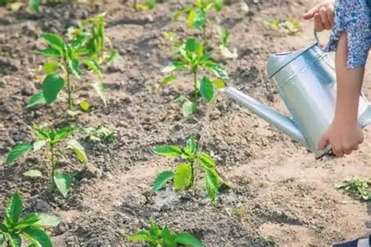 空心菜多久施一次肥