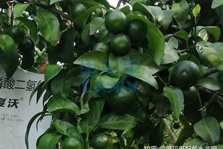 土豆喷施什么肥料好？土豆用什么叶面肥好？