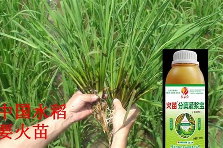 齐黄34一亩用几斤种子