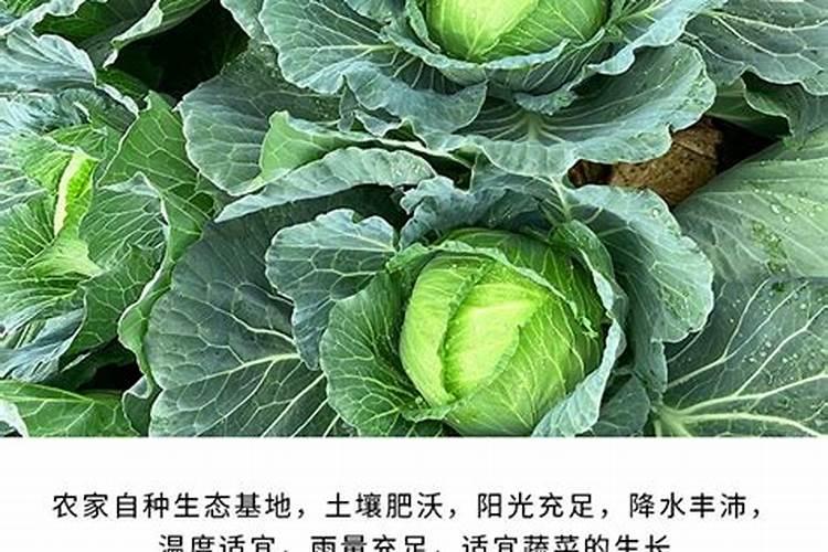 草莓苗种植多久能施肥 草莓幼苗施肥注意事项