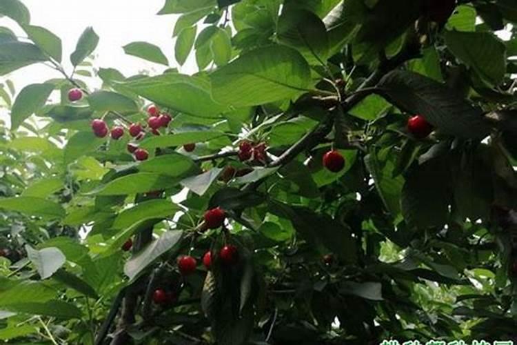 金秋砂糖桔应该在什么时候开始环割？