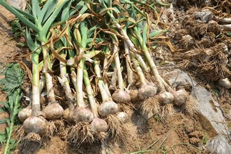 大蒜追肥用什么肥料