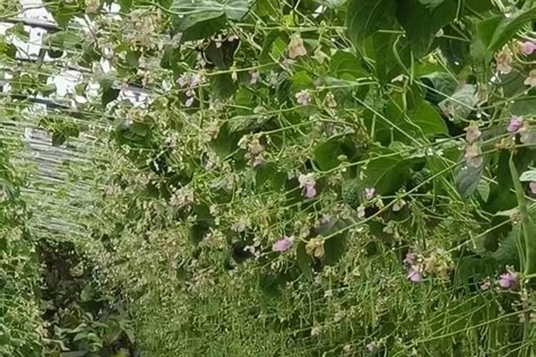 果树补钙的最佳时间 一年需要补钙几次