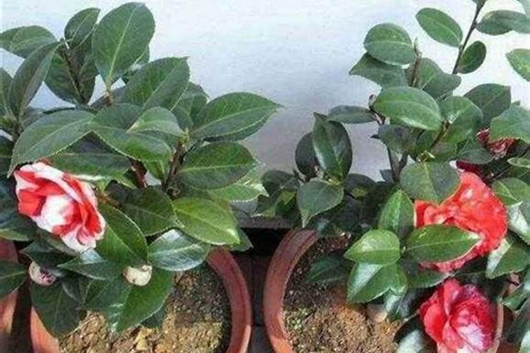 茶花要施什么肥