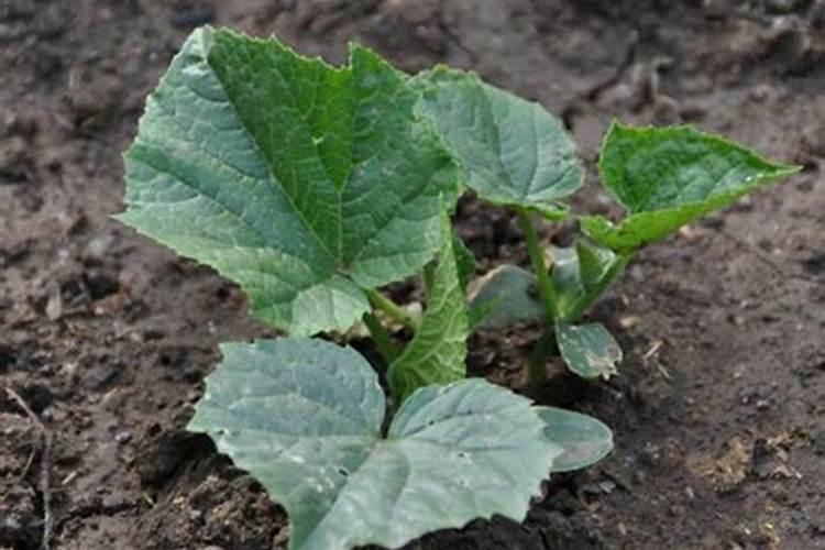 黄瓜喷什么叶面肥茎杆粗壮