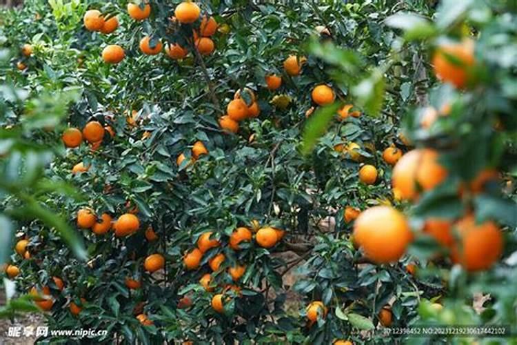 沃柑果树开花时干旱天气久了可以直接淋肥吗？