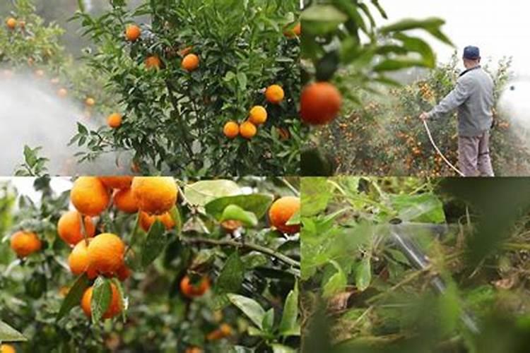 沃柑高产关键种植技术要点 沃柑种植注意事项有哪些
