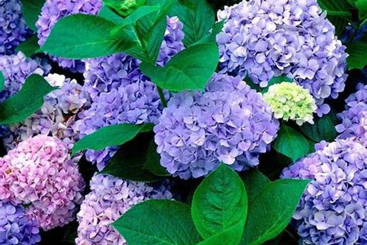 绣球花花期养护方法 开花期间如何浇水、施肥