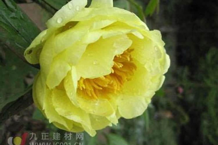 牡丹叶面肥打什么