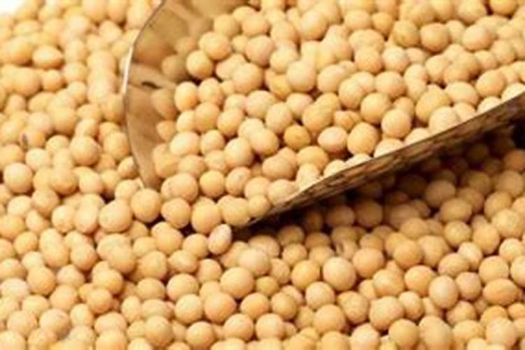 大豆怎样发酵做有机肥