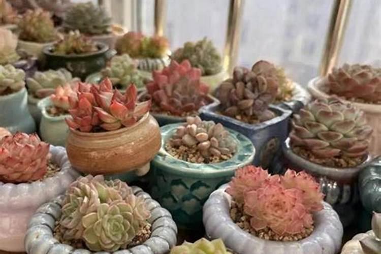 如何解除解除除草剂除草剂对黄的危害是这样叶小节叶短叶面干燥...