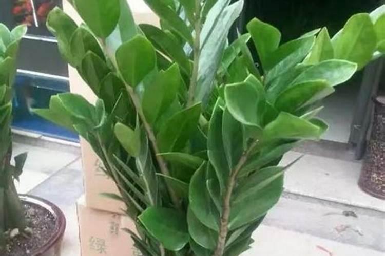 种红薯如何使用钾肥 种红薯怎么使用钾肥