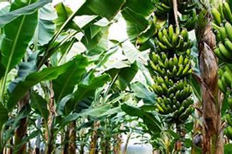 香蕉挂果的时候用什么肥料最好？