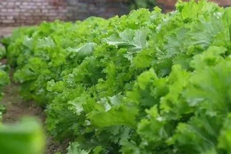 泡沫箱包装蔬菜如何做到吸水