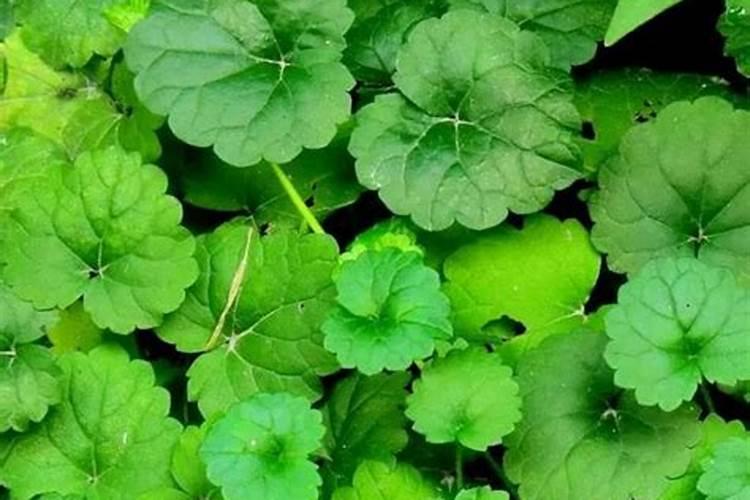 金钱草施肥方法,用什么肥好