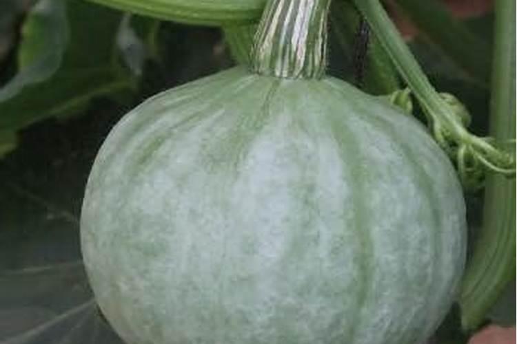 大蒜喷施什么蒜头最大？